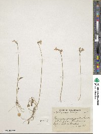 Primula munroi subsp. munroi image