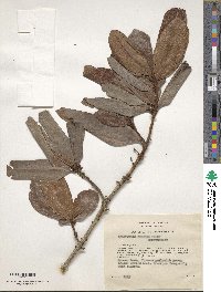 Image of Heberdenia excelsa