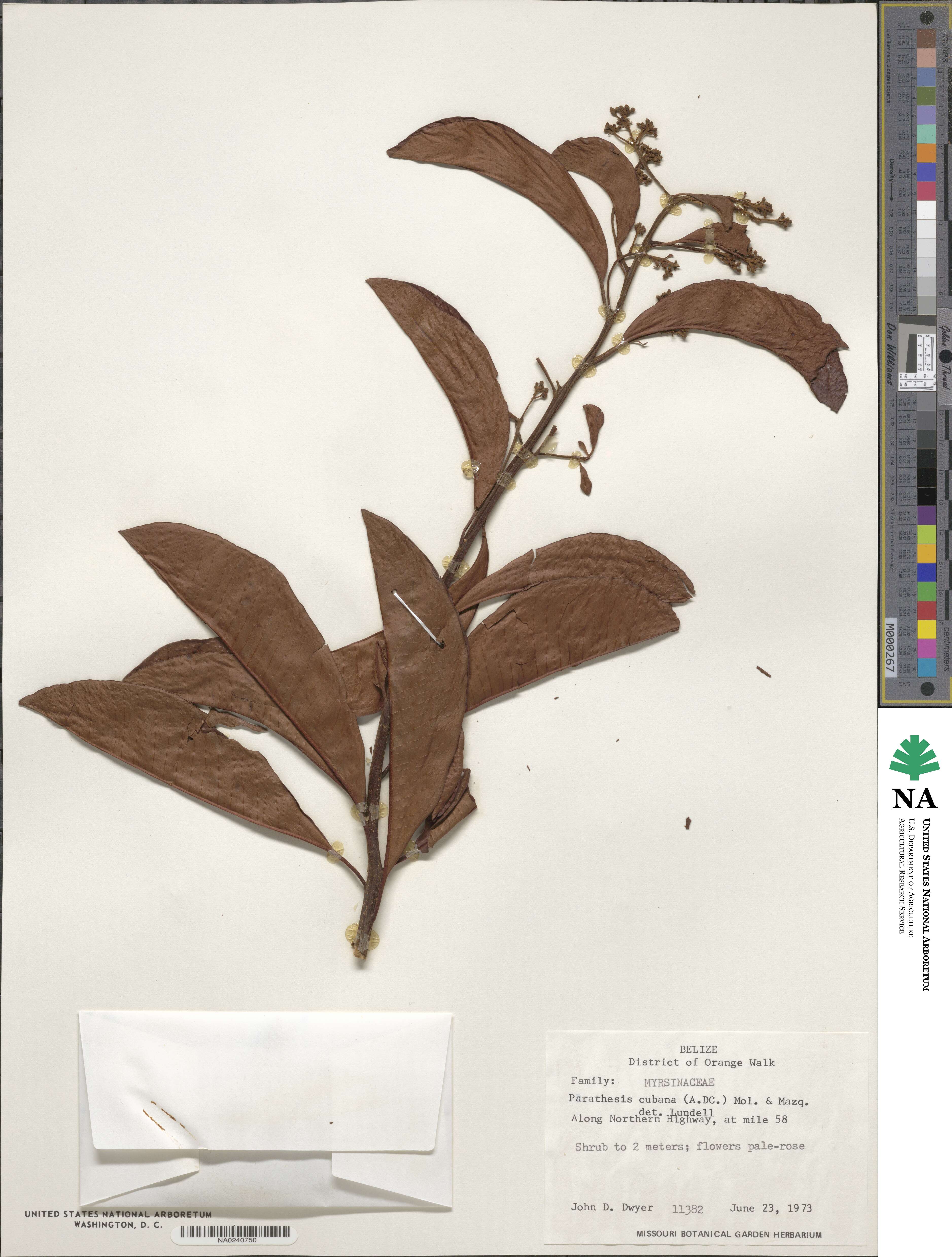 Parathesis cubana image