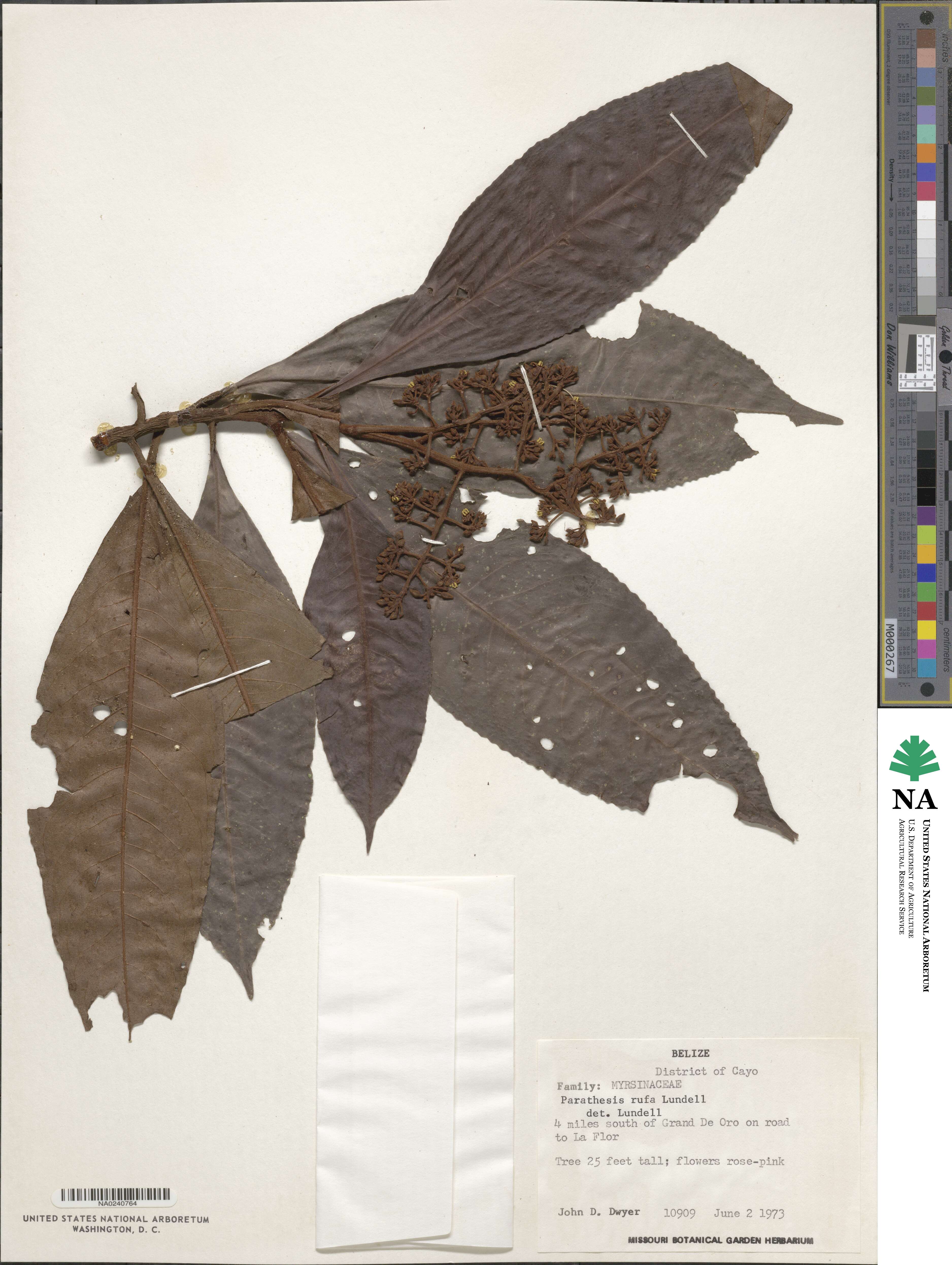 Parathesis rufa image