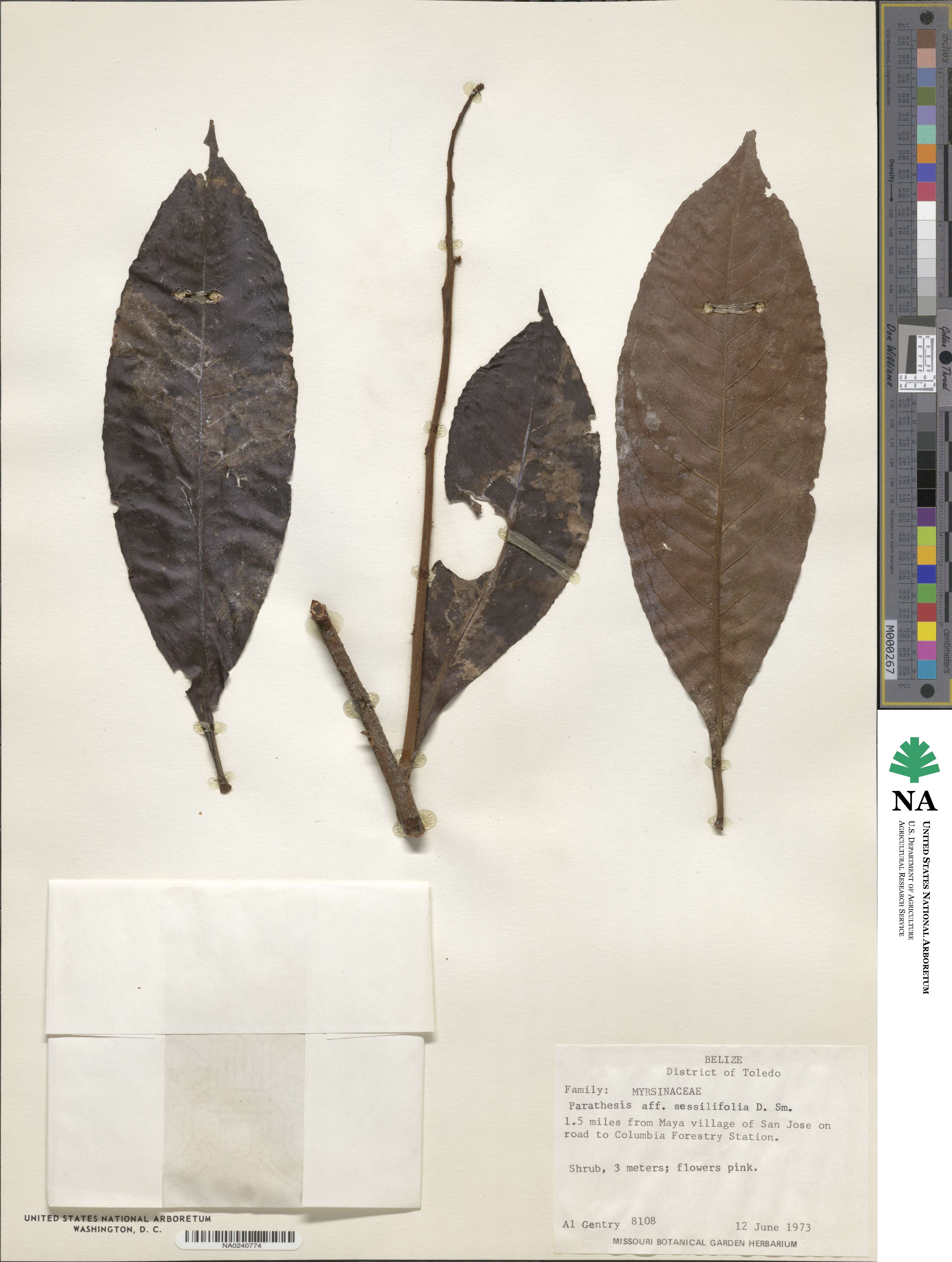 Parathesis sessilifolia image