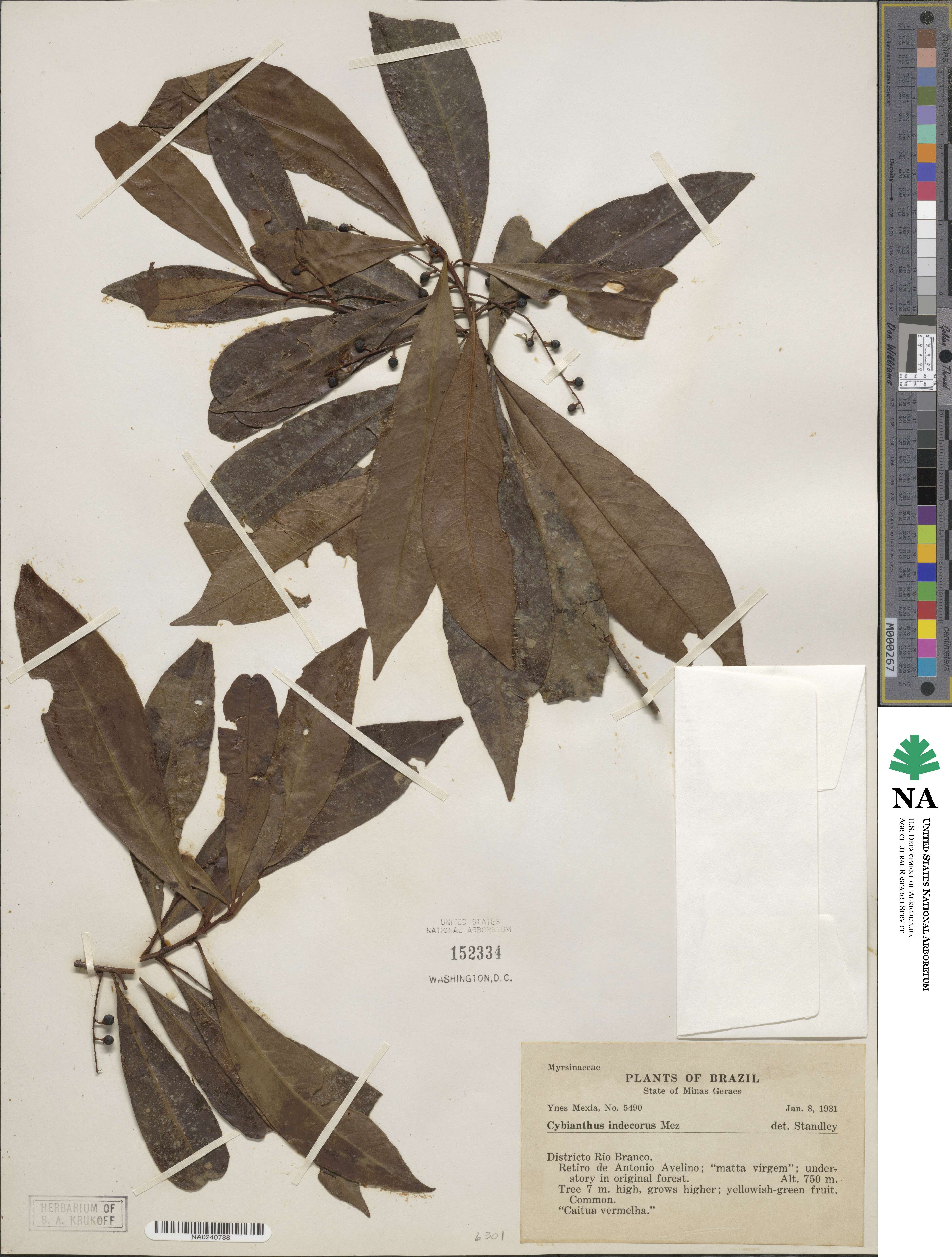 Cybianthus indecorus image