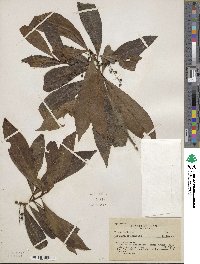 Image of Cybianthus indecorus