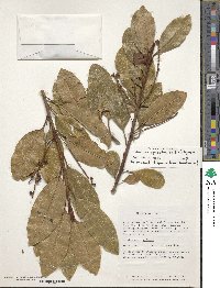 Image of Cybianthus spicatus