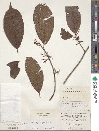 Image of Cybianthus spichigeri