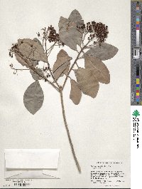 Wallenia laurifolia image