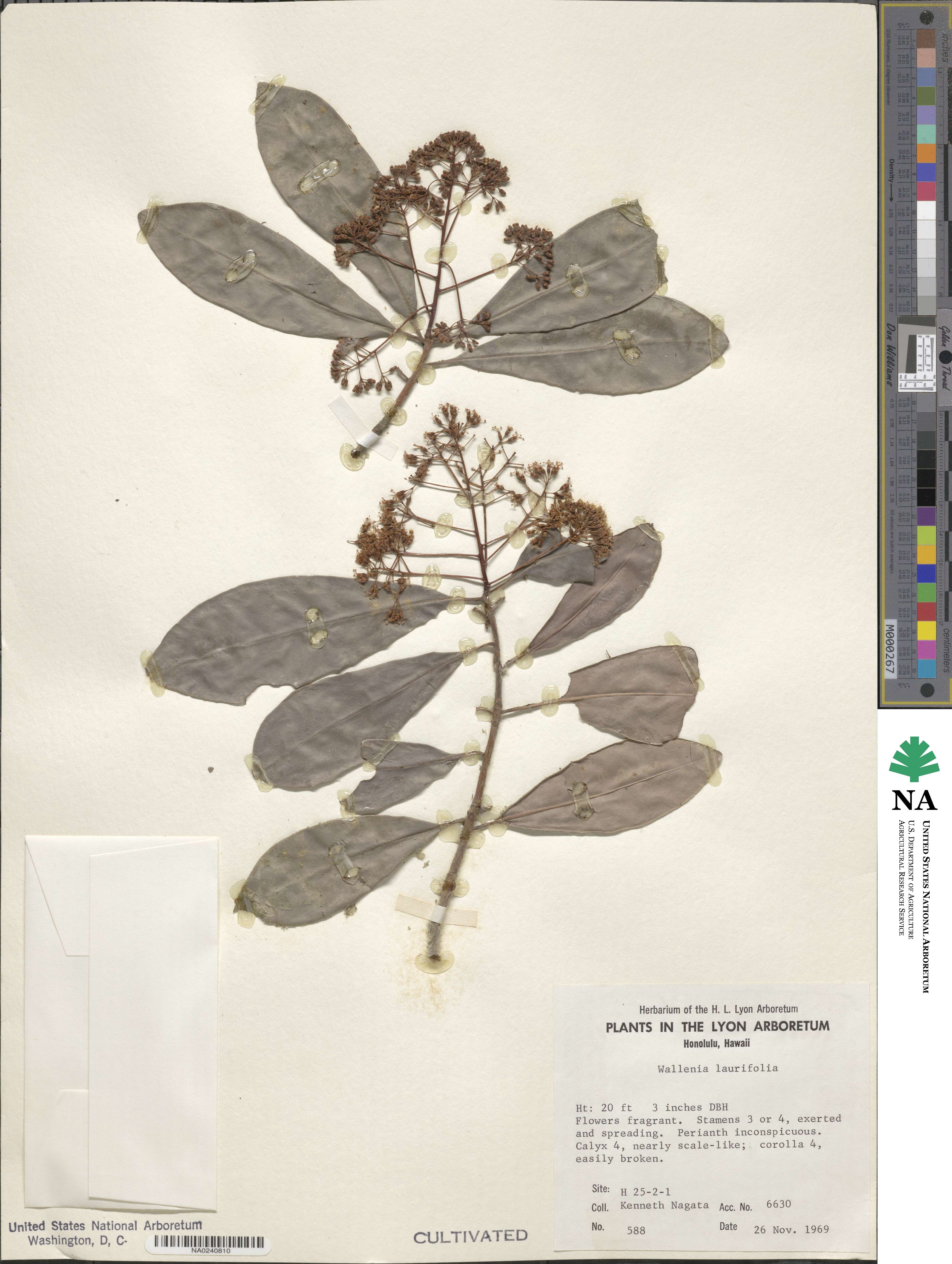 Wallenia laurifolia image