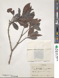 Wallenia laurifolia image