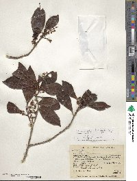 Cybianthus laurifolius image