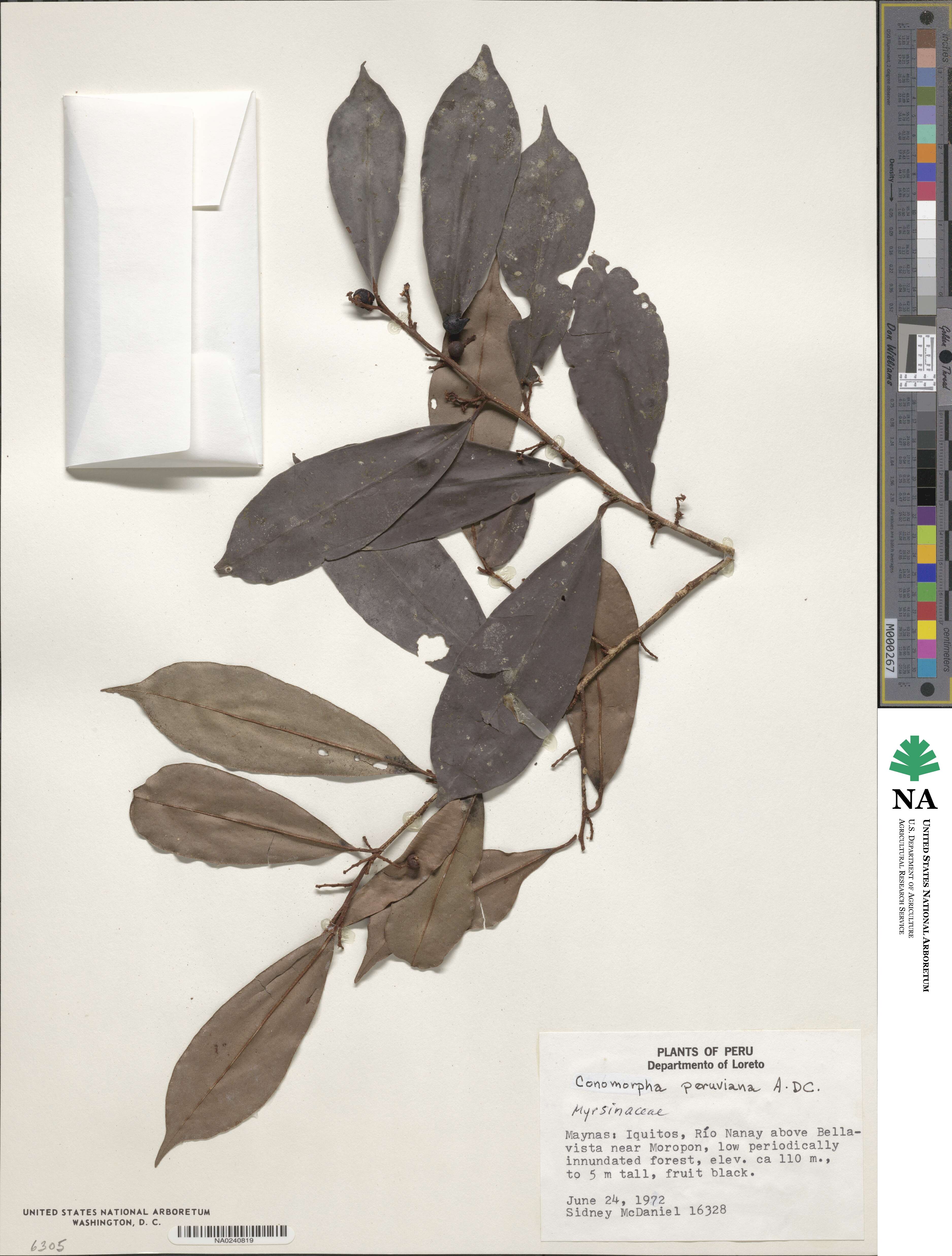 Cybianthus peruvianus image