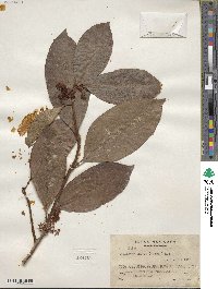 Stylogyne turbacensis subsp. laevis image