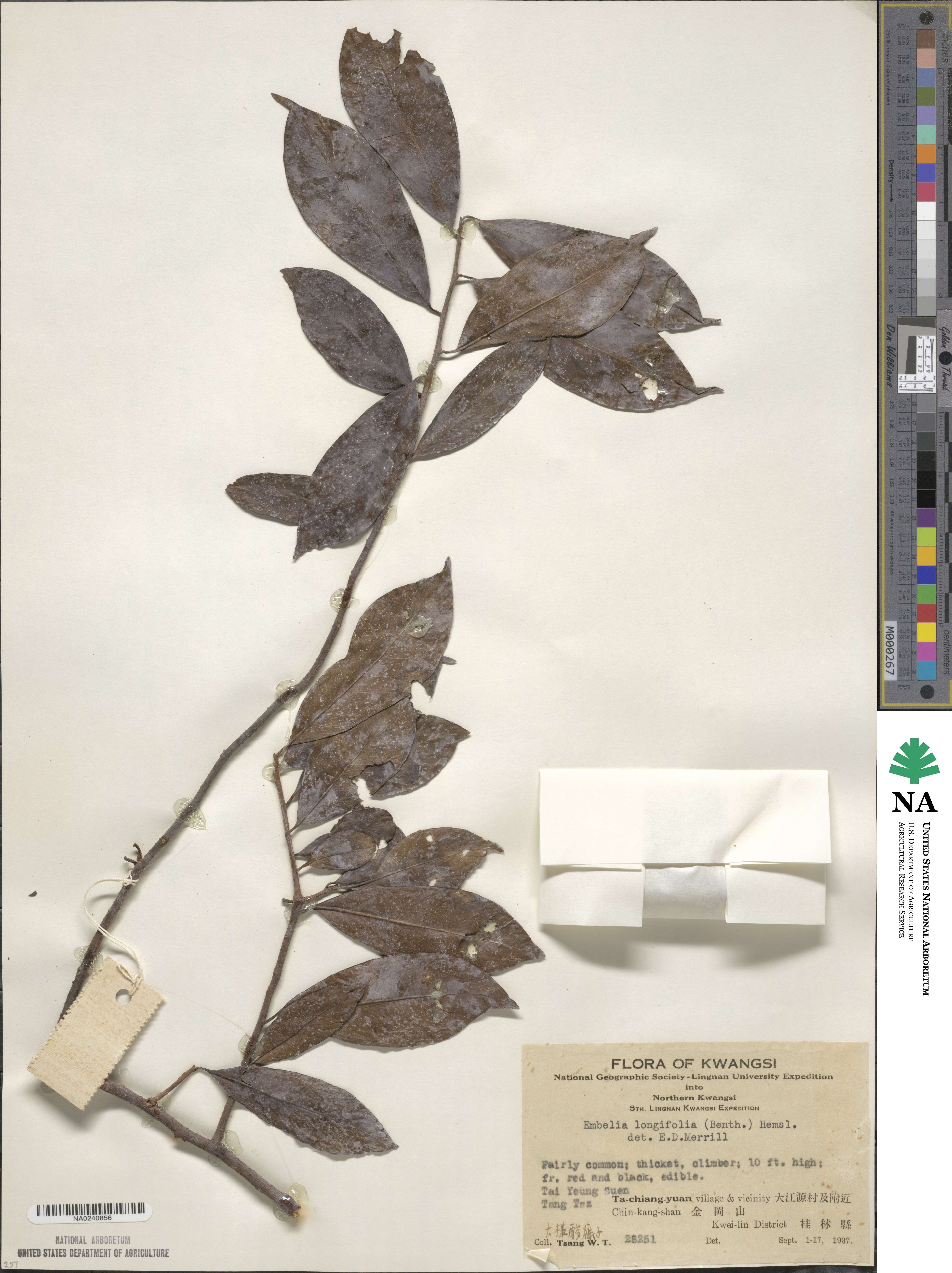 Embelia undulata image