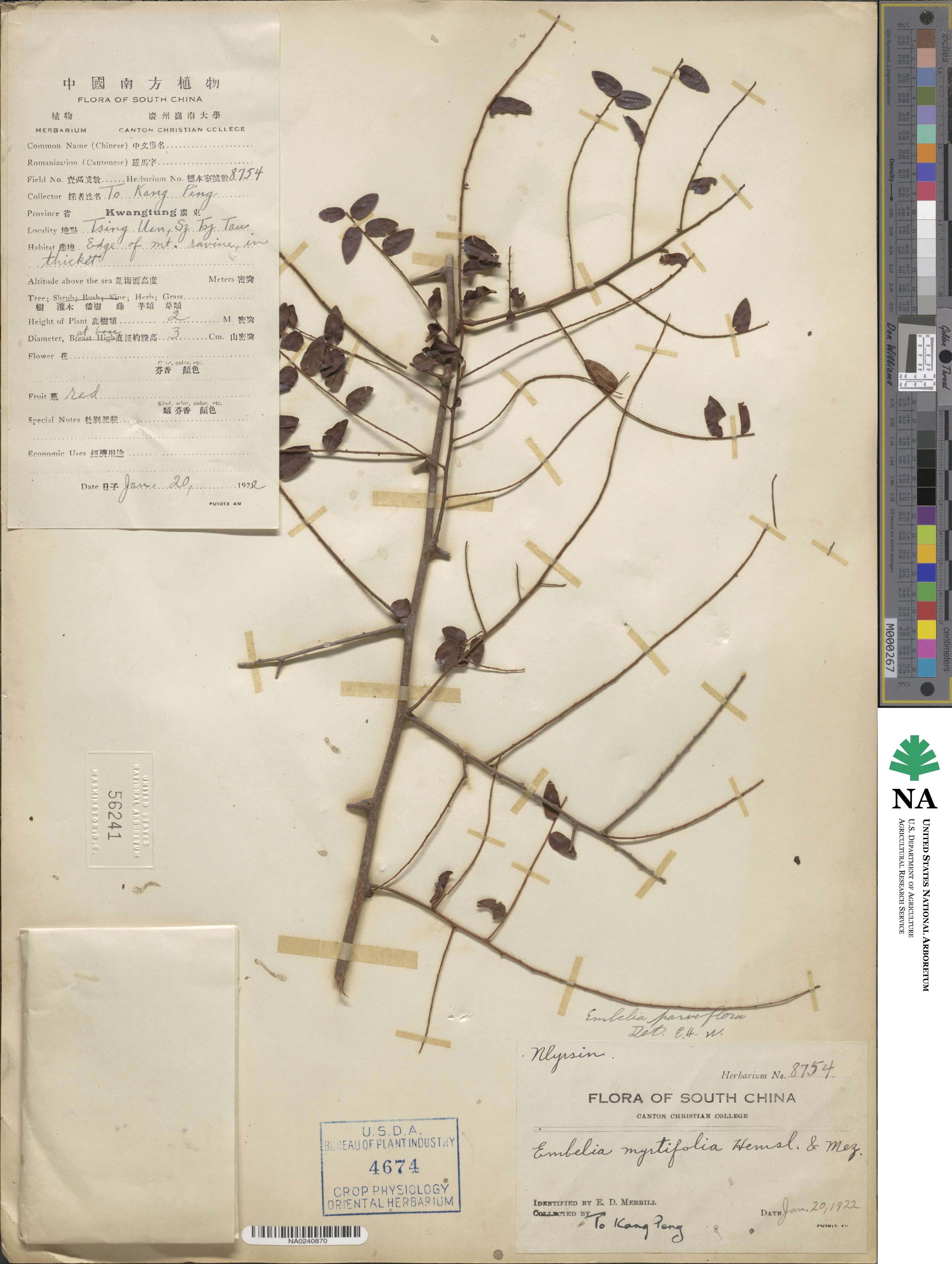 Embelia parviflora image