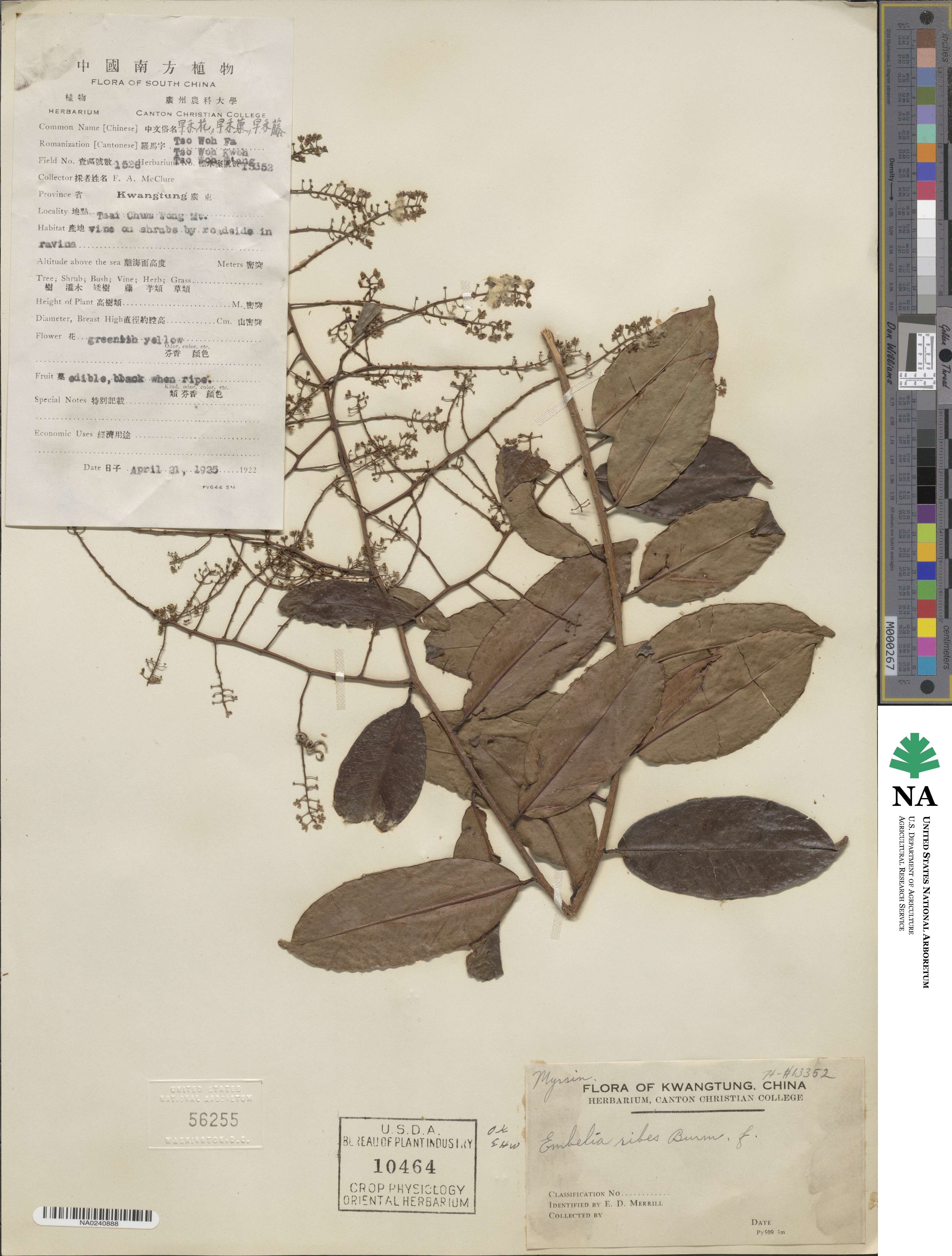 Embelia ribes image