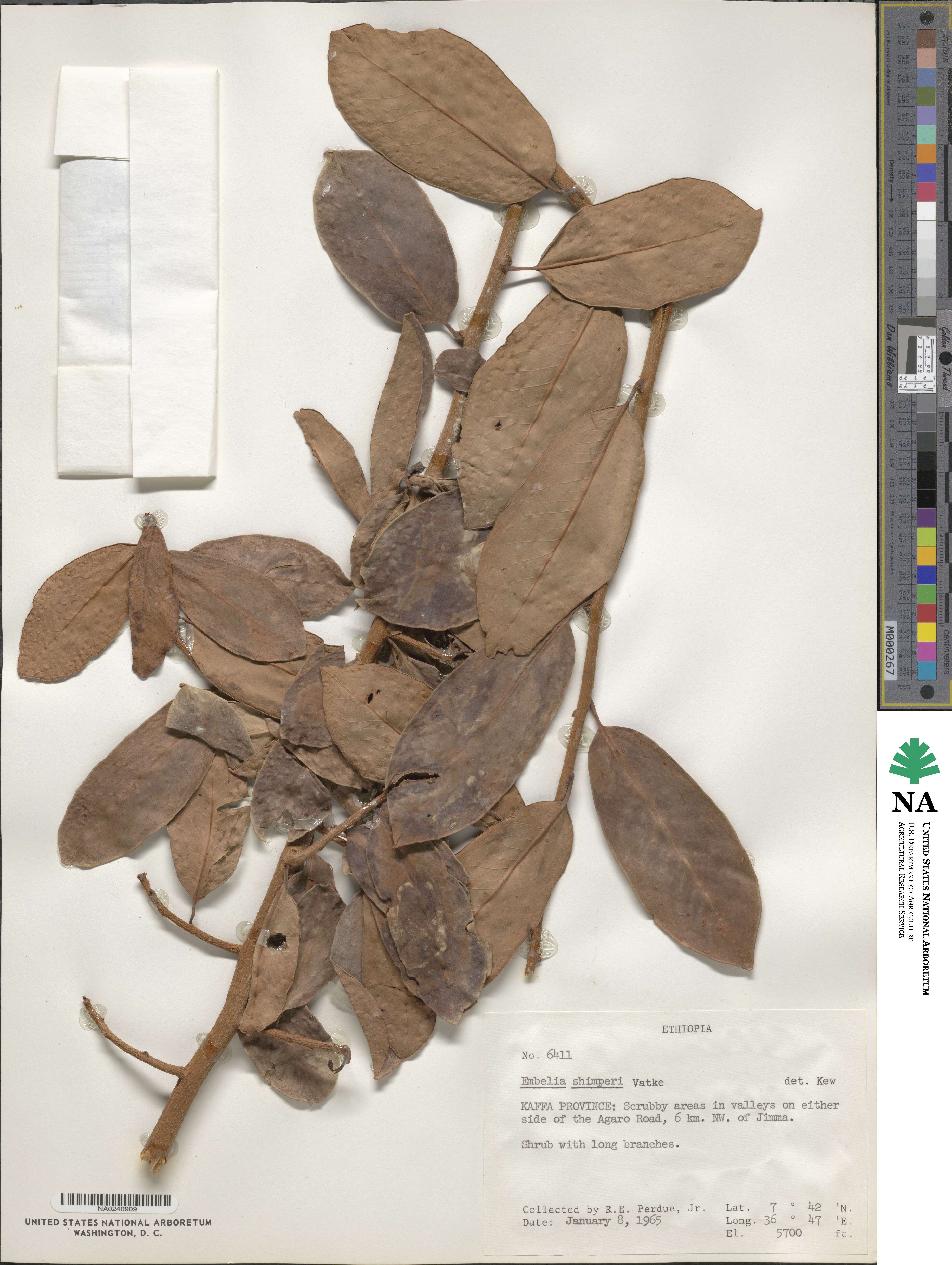 Embelia image