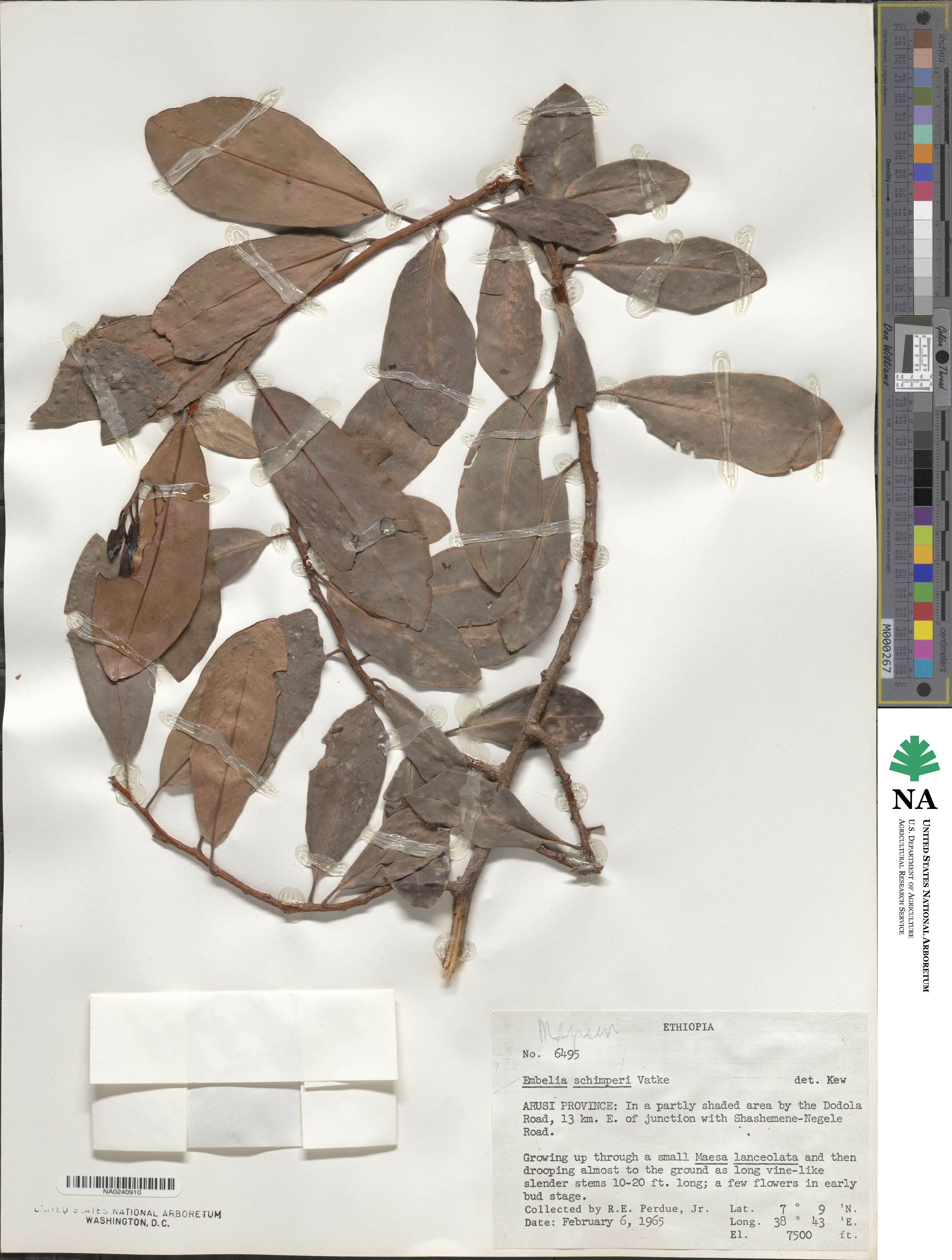 Embelia schimperi image