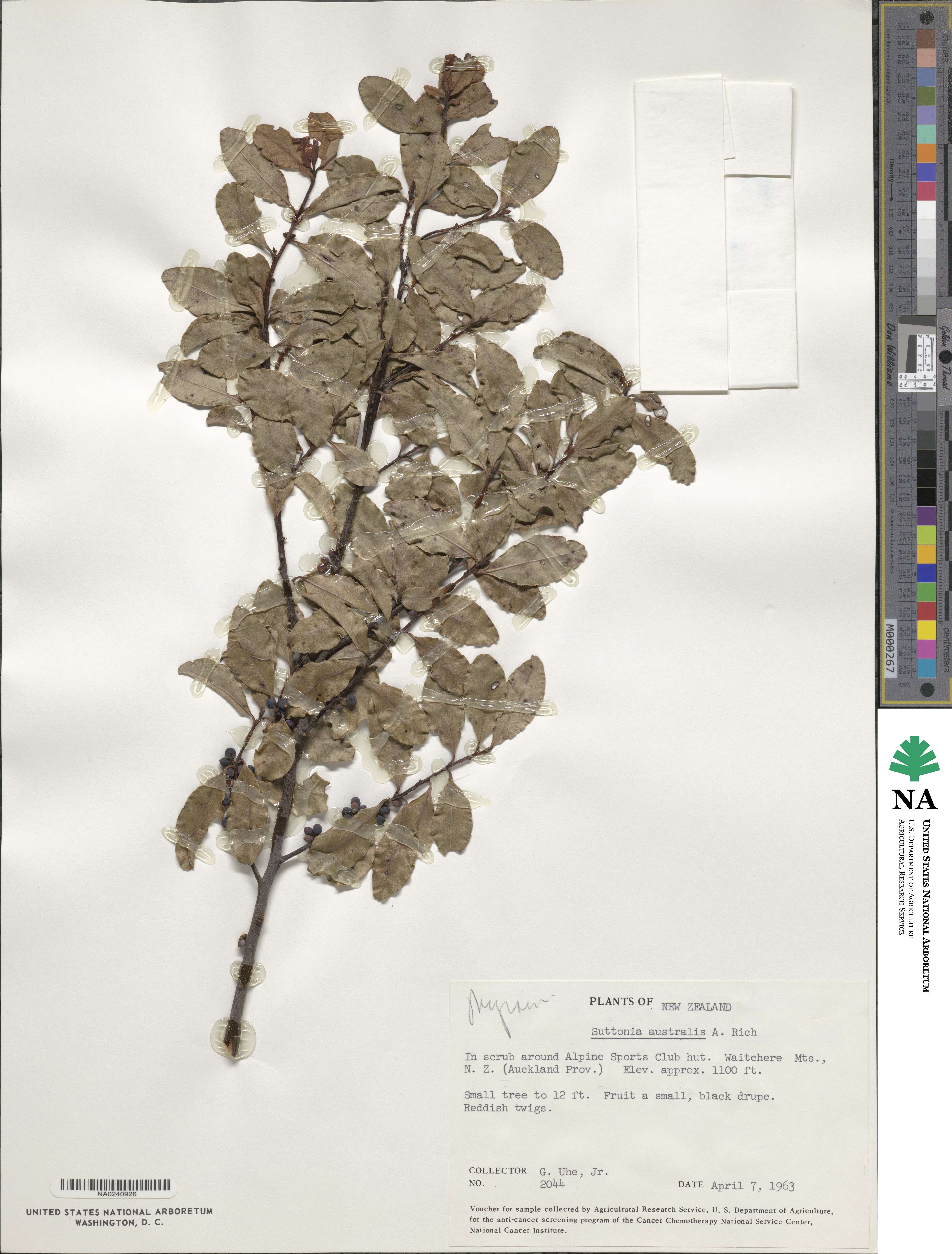Myrsine australis image