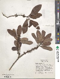 Myrsine floridana image