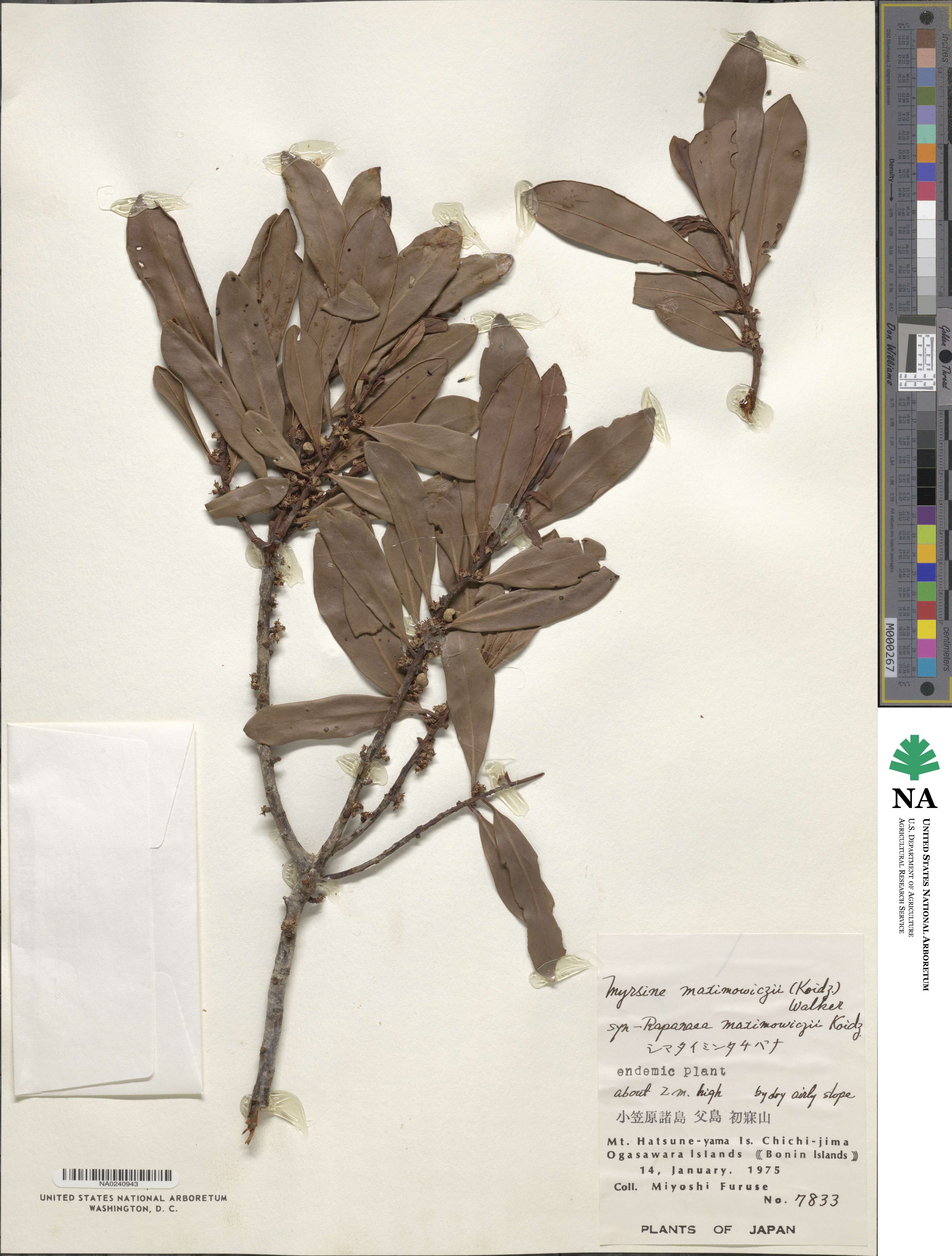 Myrsine maximowiczii image