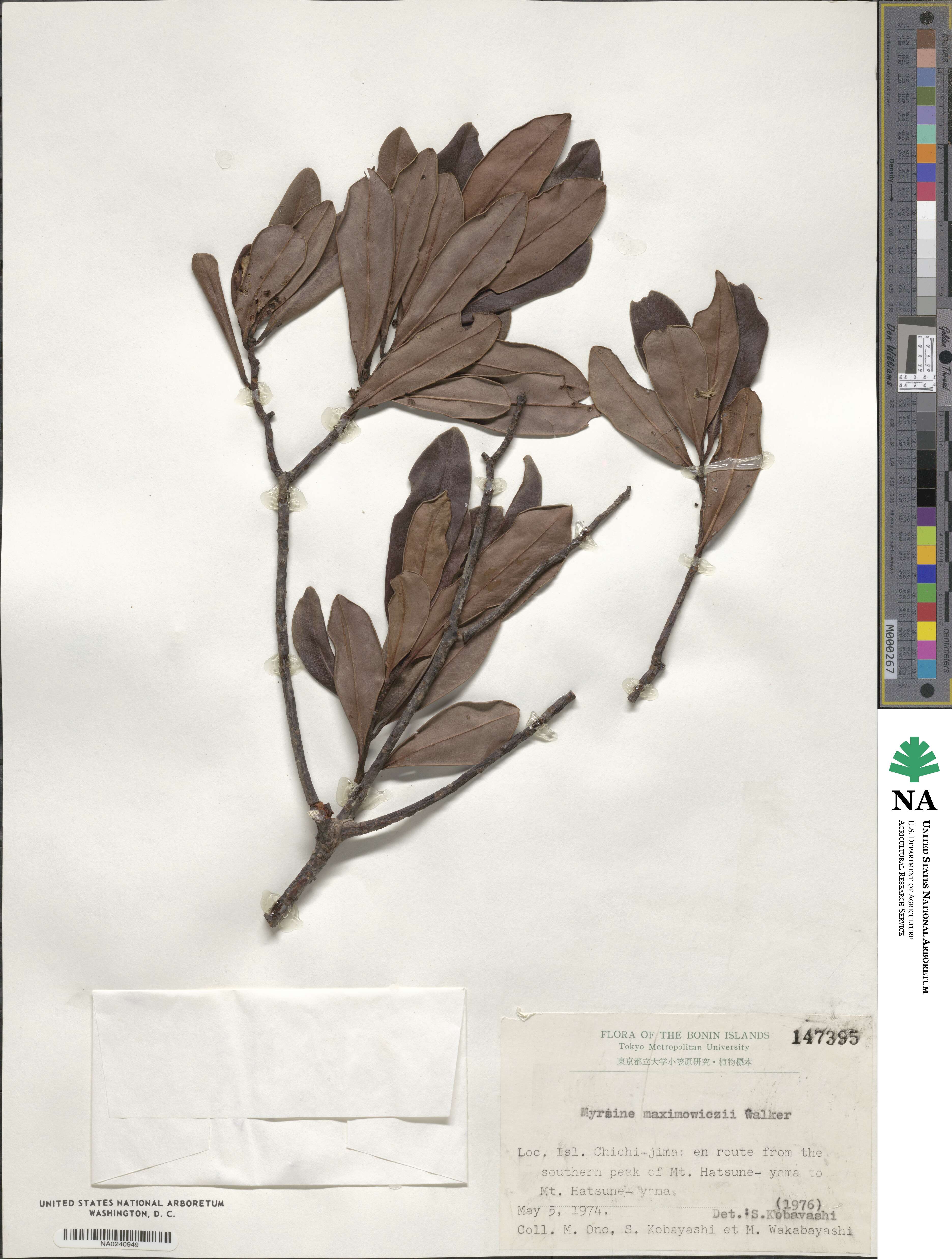 Myrsine maximowiczii image
