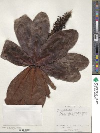 Myrsine lessertiana image