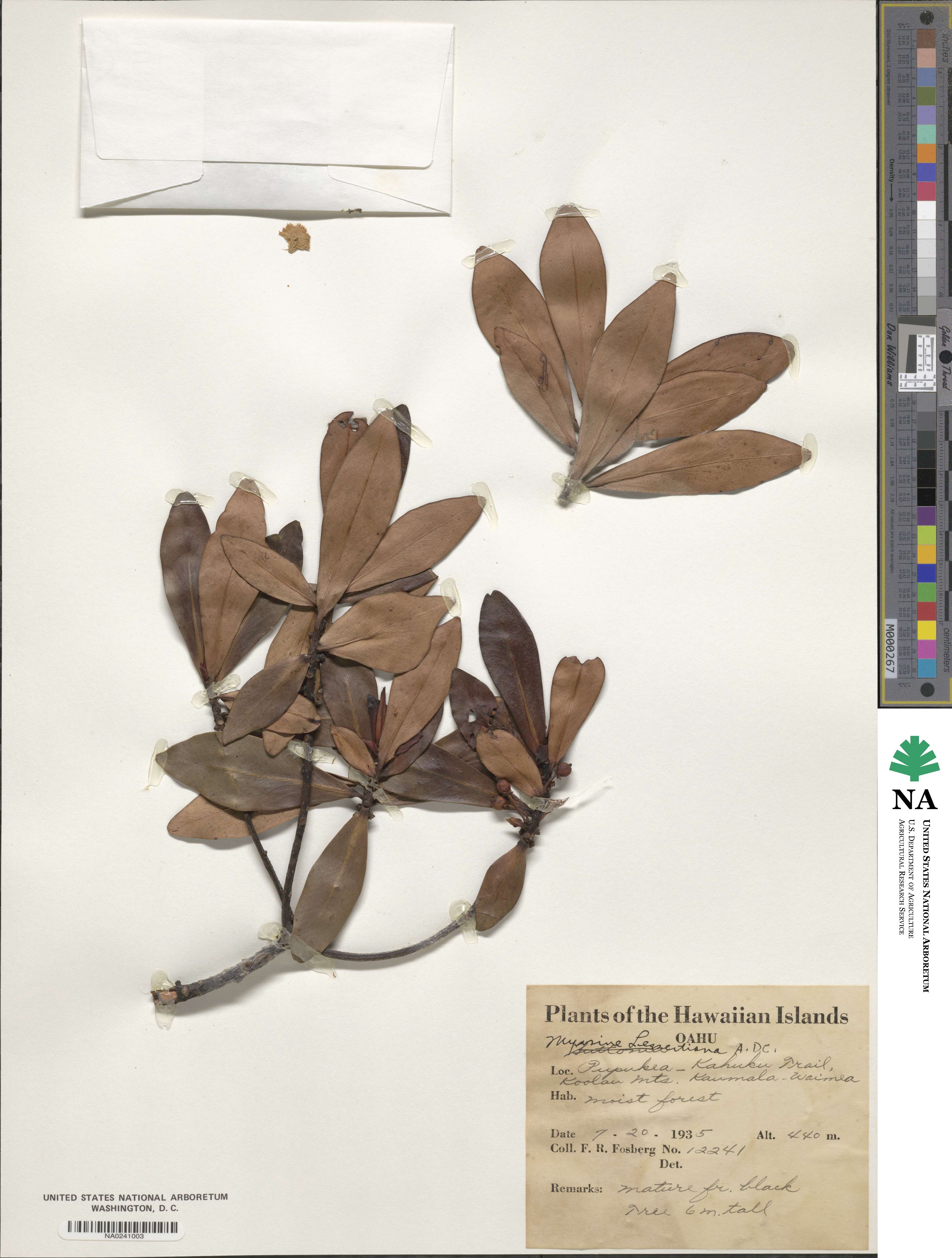 Myrsine lessertiana image