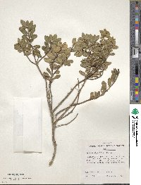 Image of Myrsine alyxifolia