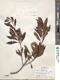 Myrsine coriacea subsp. coriacea image