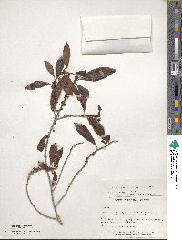 Myrsine coriacea subsp. coriacea image