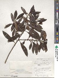 Myrsine coriacea subsp. coriacea image