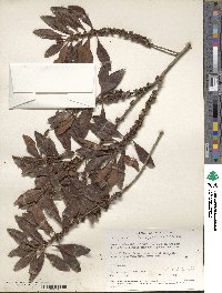 Myrsine coriacea subsp. coriacea image