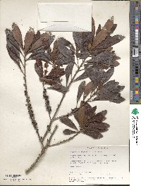 Myrsine coriacea subsp. coriacea image