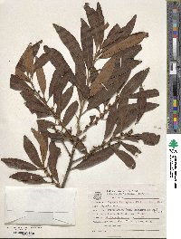 Myrsine coriacea subsp. coriacea image