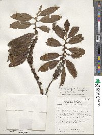 Myrsine coriacea subsp. coriacea image