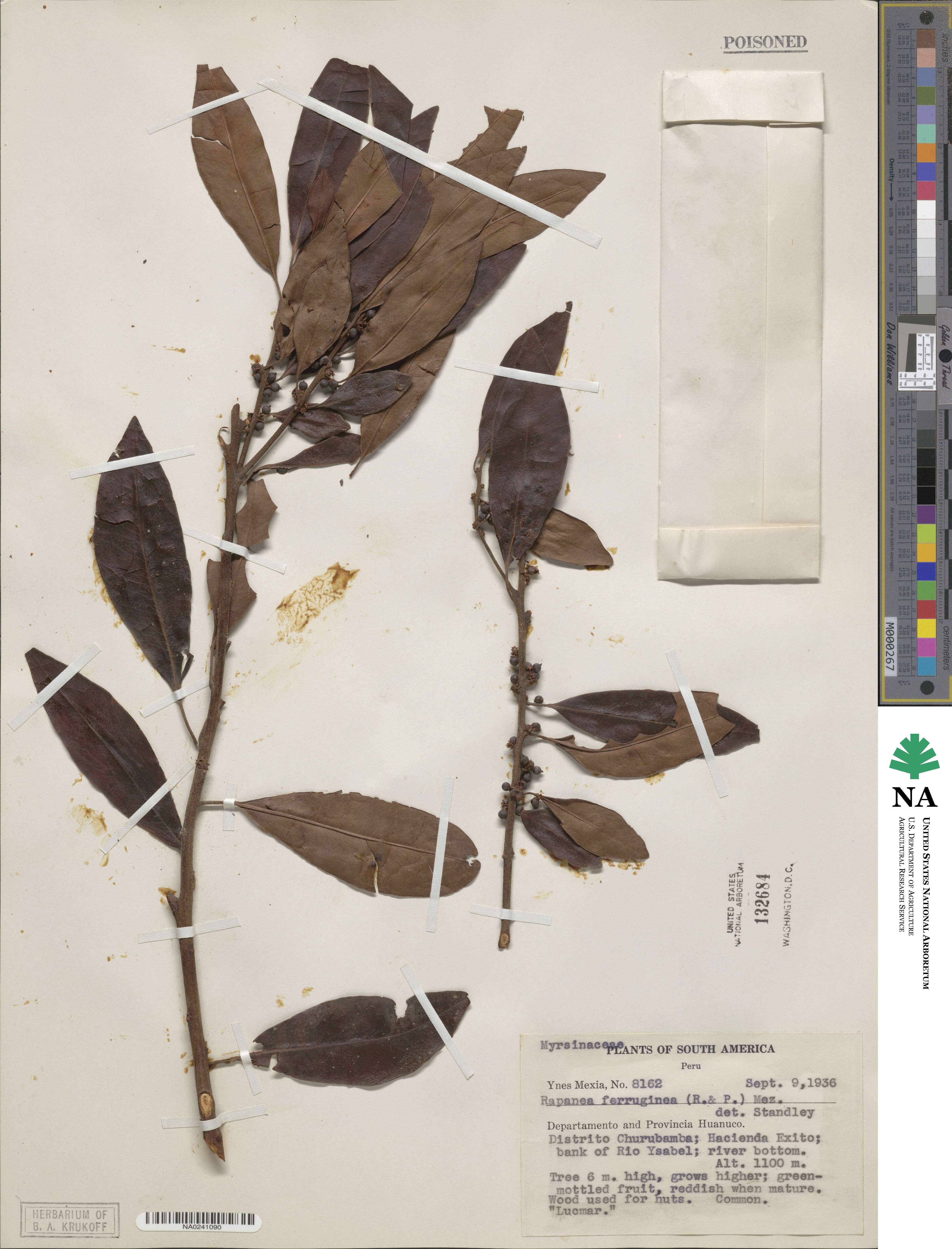 Myrsine coriacea image