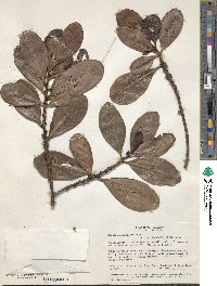 Myrsine guianensis image