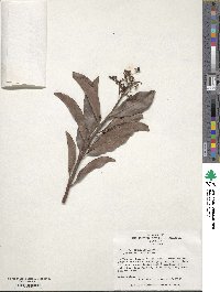 Ardisia escallonioides image