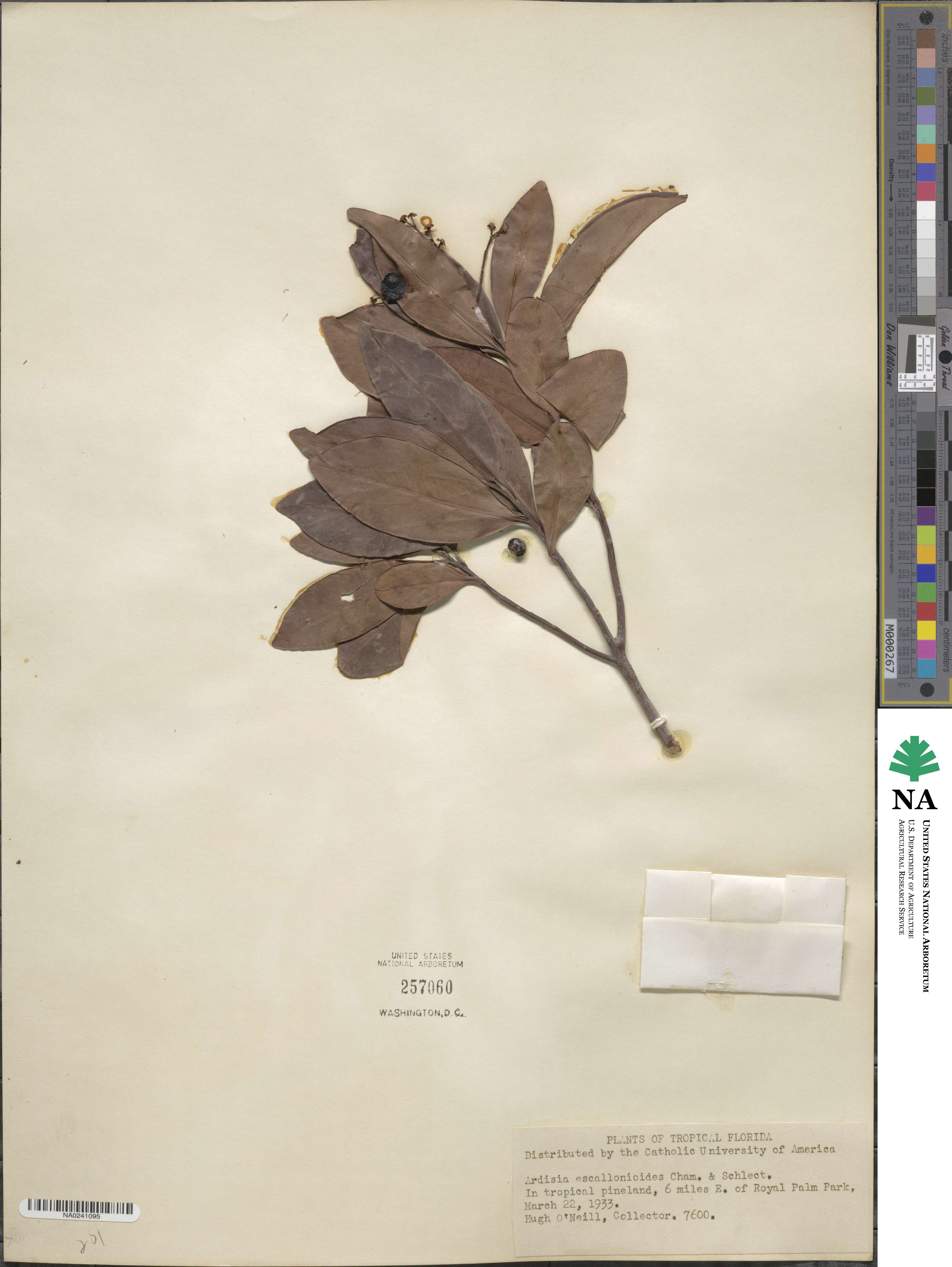 Ardisia escallonioides image