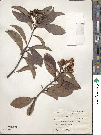 Ardisia escallonioides image