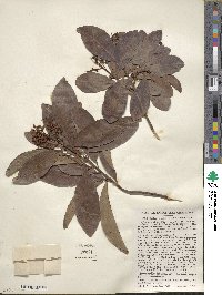 Ardisia escallonioides image