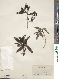 Ardisia paniculata image