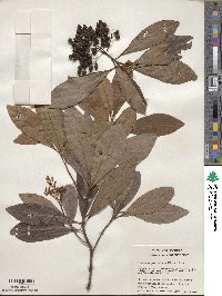 Ardisia paniculata image