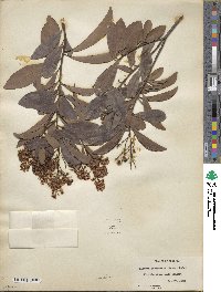 Ardisia paniculata image