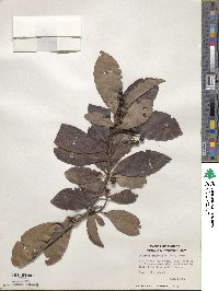 Ardisia paniculata image