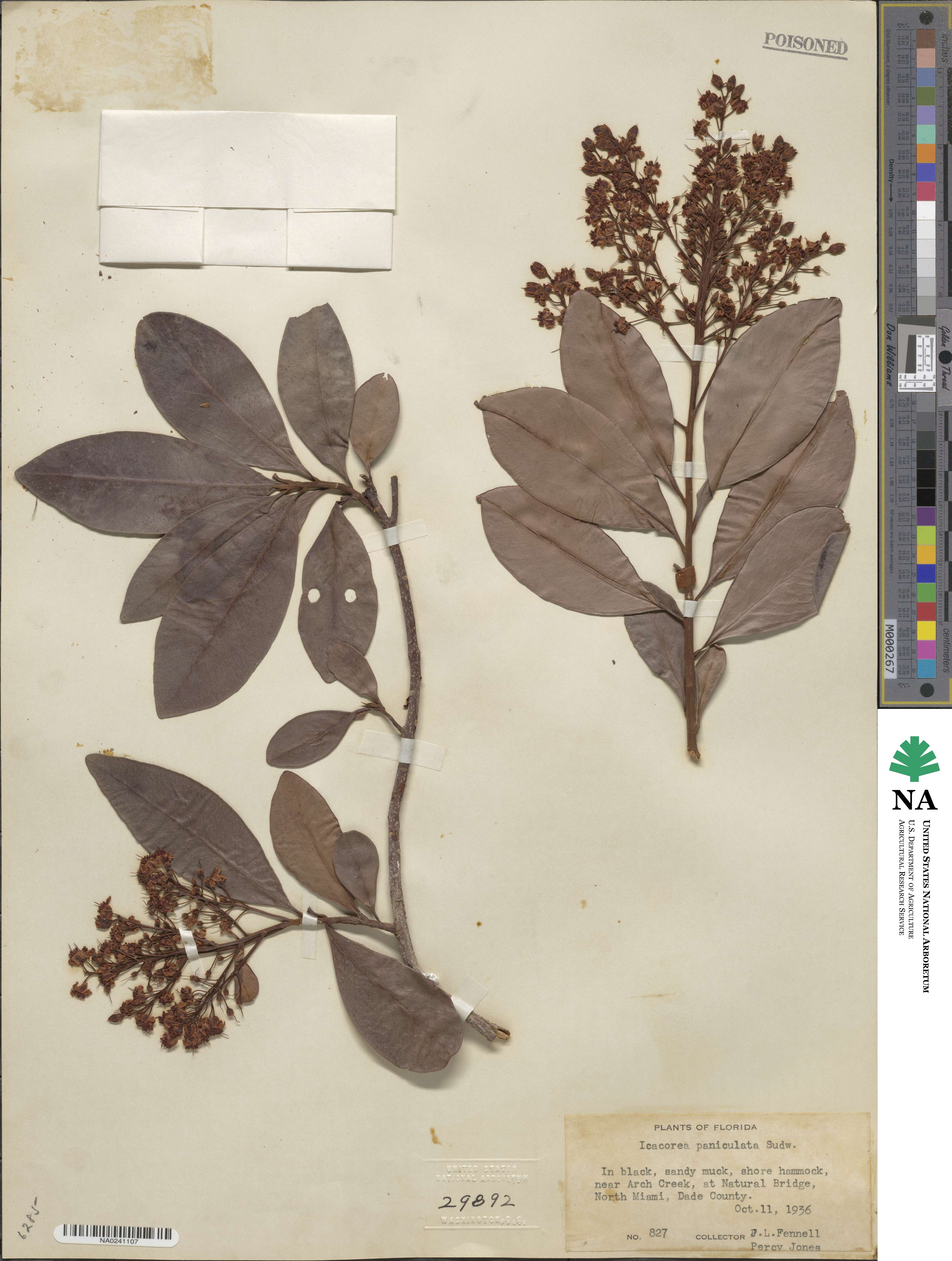 Ardisia paniculata image