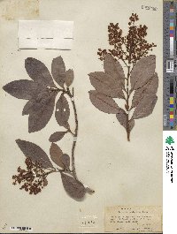 Ardisia paniculata image