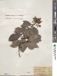 Ardisia paniculata image