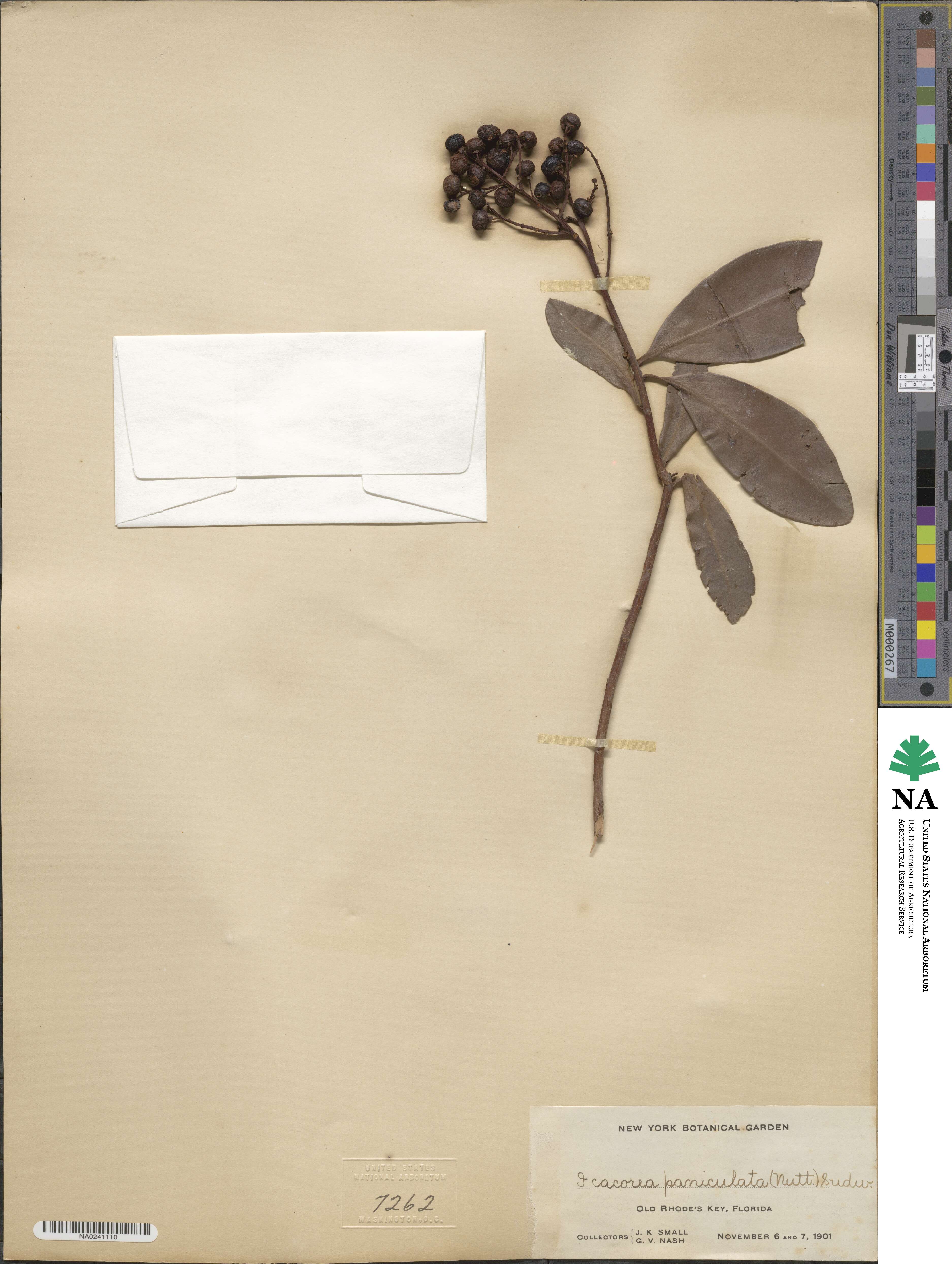 Ardisia paniculata image