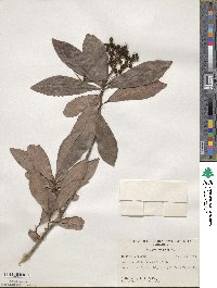 Ardisia escallonioides image