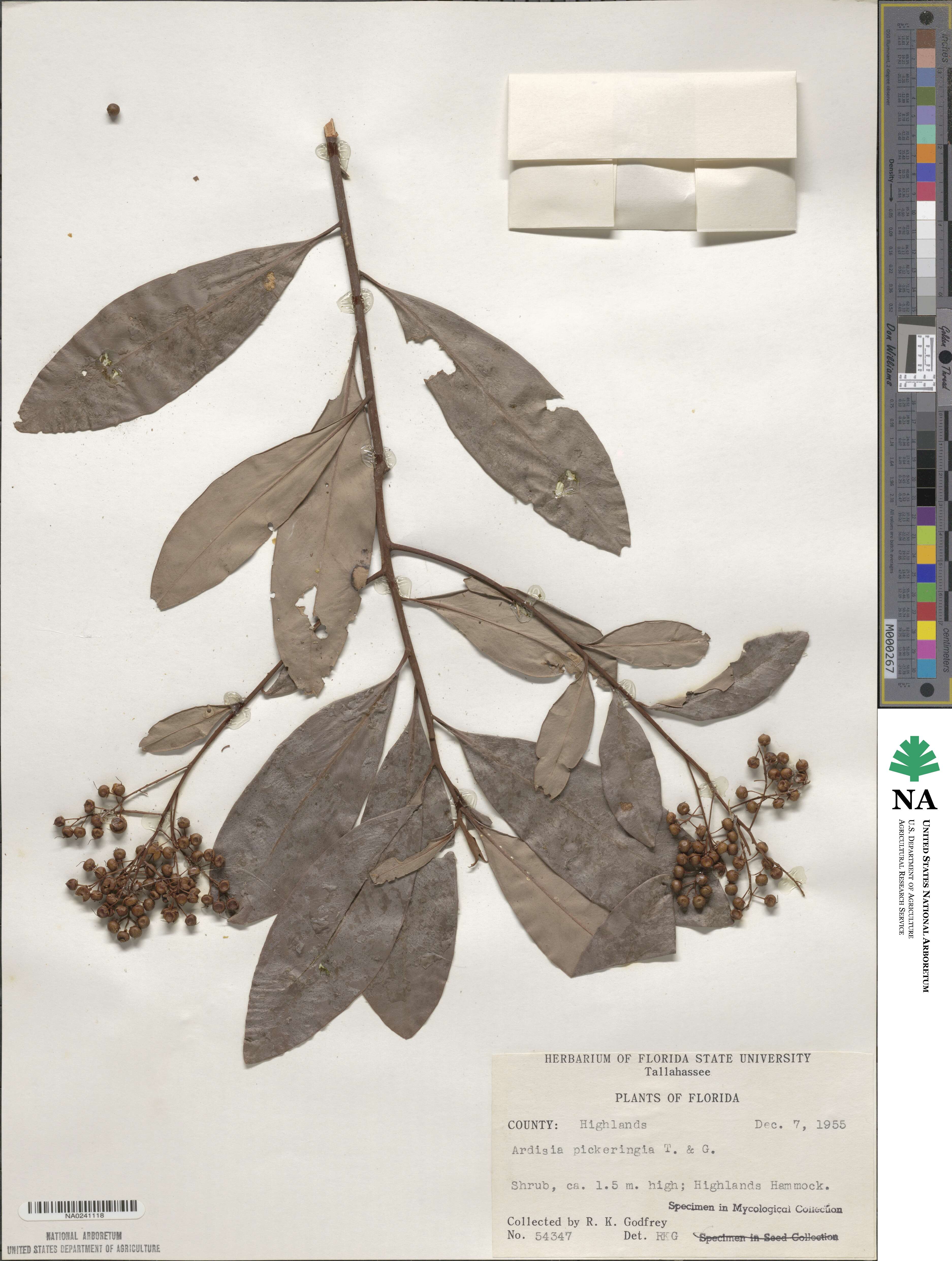 Ardisia escallonioides image